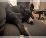 Small #3 Mutt