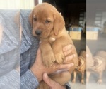 Small Photo #33 Labrador Retriever Puppy For Sale in BLUFF DALE, TX, USA