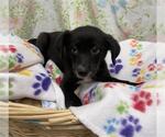 Small Border Collie