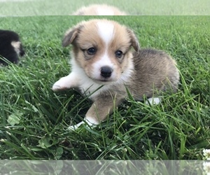 Pembroke Welsh Corgi Puppy for sale in ARTHUR, IL, USA