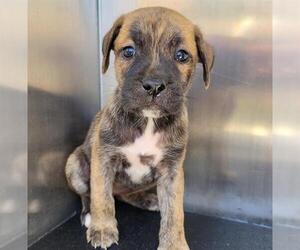 Mutt Dogs for adoption in San Antonio, TX, USA