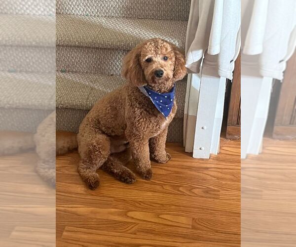 Medium Photo #1 Goldendoodle (Miniature) Puppy For Sale in BUNKER HILL, WV, USA