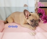 Small Photo #3 French Bulldog Puppy For Sale in OTTAWA LAKE, MI, USA