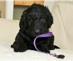 Small Photo #1 Australian Labradoodle Puppy For Sale in CUMMING, GA, USA