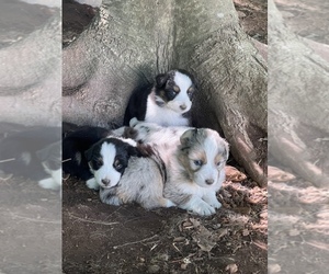 Australian Shepherd Puppy for sale in LAFAYETTE, GA, USA