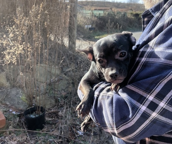 Medium Photo #61 French Bullhuahua Puppy For Sale in SPRAGGS, PA, USA