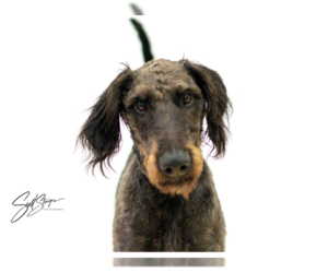 Labradoodle Dogs for adoption in Brooklyn Center, MN, USA