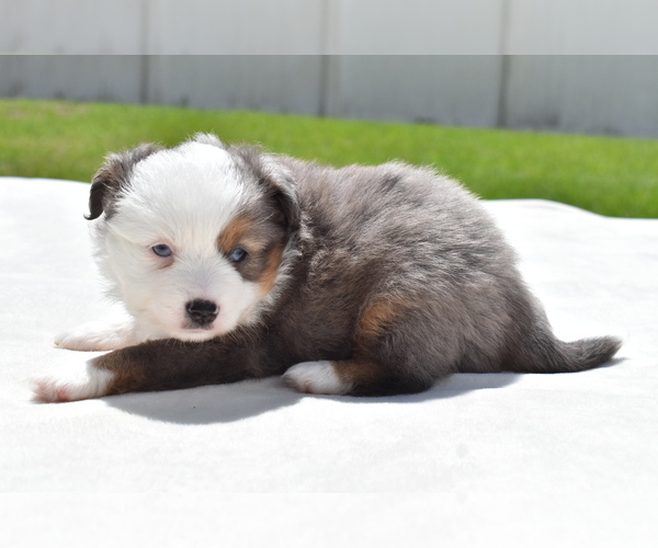 Medium Photo #5 Miniature Australian Shepherd Puppy For Sale in PALM COAST, FL, USA