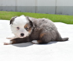 Small #4 Miniature Australian Shepherd