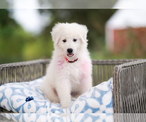 Great Pyrenees Puppy for sale in CONWAY, MO, USA