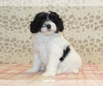 Small #2 Miniature Bernedoodle