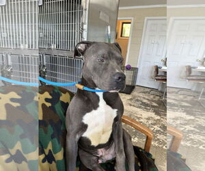 Bo - Male American Pit Bull Terrier-Unknown Mix Dog for Adoption - Photo #2