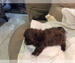 Small Photo #4 Shih Tzu Puppy For Sale in LADY LAKE, FL, USA