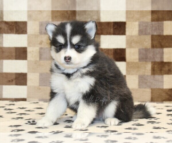 Medium Photo #4 Pomsky Puppy For Sale in DENVER, PA, USA