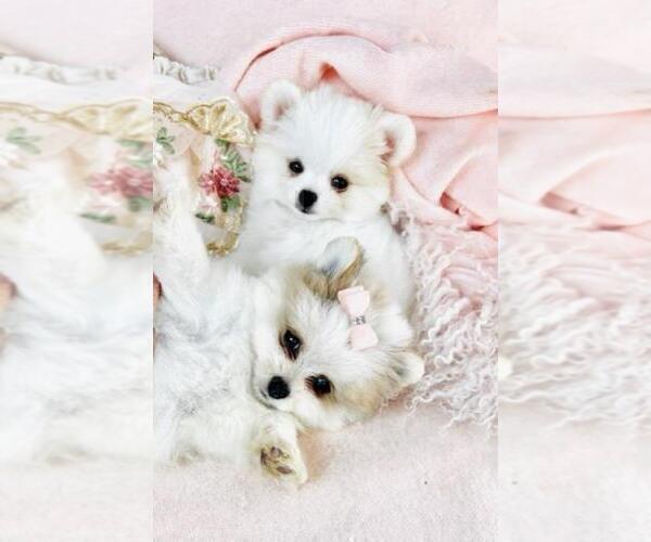 Medium Photo #12 French Bulldog Puppy For Sale in PEMBROKE PINES, FL, USA