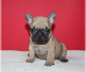 French Bulldog Puppy for sale in HIALEAH, FL, USA