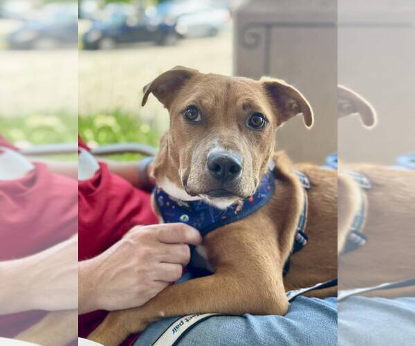 Medium Photo #10 Mutt Puppy For Sale in Mundelein, IL, USA
