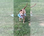 Small Photo #1 Bulldog-Unknown Mix Puppy For Sale in Tarrytown, GA, USA