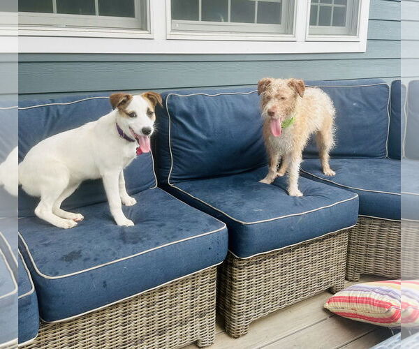 Medium Photo #7 Mutt Puppy For Sale in Rockaway, NJ, USA