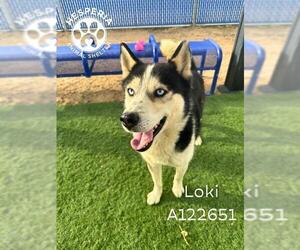 Siberian Husky Dog for Adoption in HESPERIA, California USA