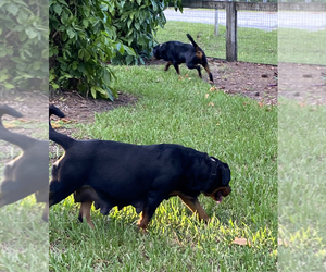 Mother of the Rottweiler puppies born on 10/15/2022