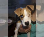 Small #3 Mutt