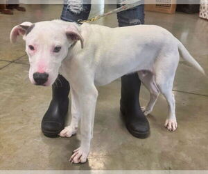 Mutt Dogs for adoption in Minneapolis, MN, USA