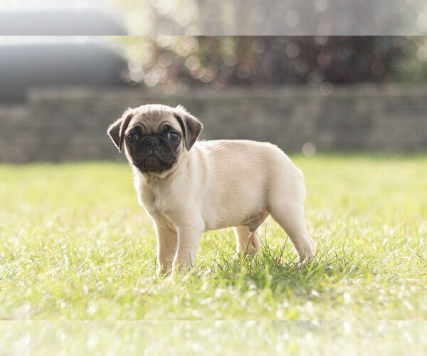 Medium Photo #3 Pug Puppy For Sale in WARSAW, IN, USA