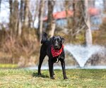 Small Photo #4 Labrador Retriever-Retriever  Mix Puppy For Sale in Unionville, PA, USA