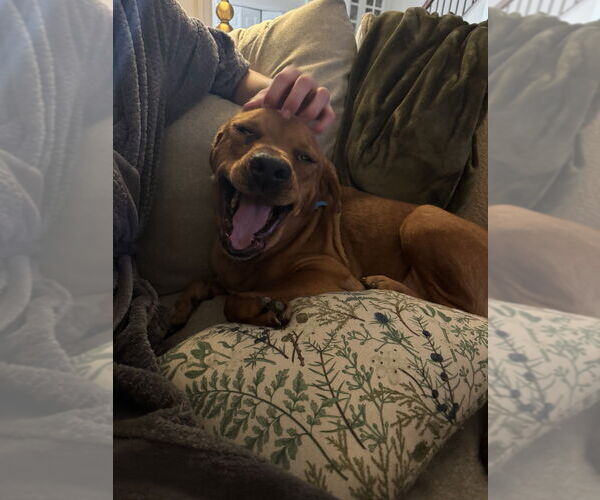 Medium Photo #2 Mutt Puppy For Sale in Springdale, PA, USA