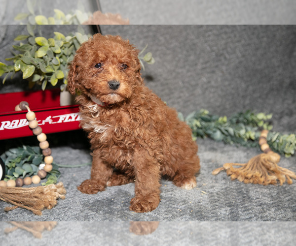 Medium Photo #3 Poodle (Miniature) Puppy For Sale in WOLCOTTVILLE, IN, USA