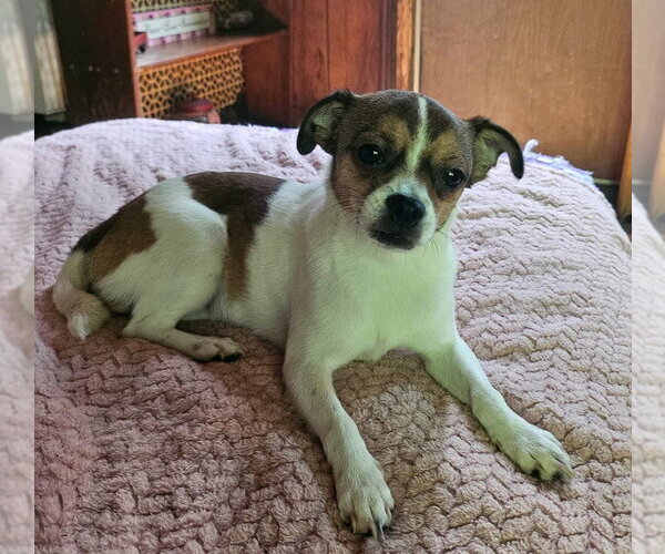 Medium Photo #2 Boston Huahua Puppy For Sale in Aurora, IN, USA