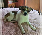 Small #1 Boston Huahua