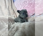 Small #4 French Bulldog