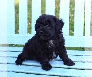 Poodle (Toy) Puppy for sale in BARNESVILLE, KS, USA