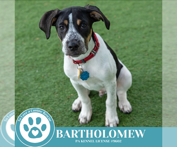 Medium Photo #14 Beagle-Unknown Mix Puppy For Sale in Kimberton, PA, USA