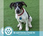 Small #13 Beagle Mix