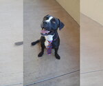 Small #2 American Pit Bull Terrier Mix