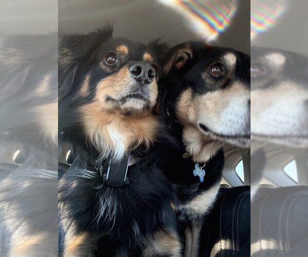 Medium Photo #4 Australian Shepherd Puppy For Sale in Mooresville, NC, USA