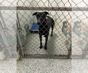 Mutt Dogs for adoption in Imlay City, MI, USA