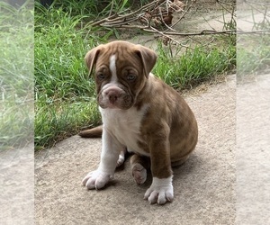 Bulldog Puppy for sale in SCHENECTADY, NY, USA