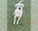 Small #2 Labrador Retriever Mix