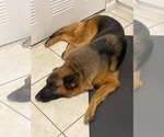 Small #6 German Shepherd Dog