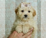 Small #2 Maltese-Poodle (Toy) Mix