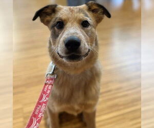 Mutt Dogs for adoption in Canton, CT, USA