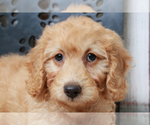 Small #5 Goldendoodle (Miniature)