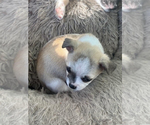 Medium Photo #4 Chihuahua-Mal-Shi Mix Puppy For Sale in ONTARIO, CA, USA