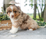 Small Photo #10 Miniature American Shepherd Puppy For Sale in CHRISTIANA, PA, USA