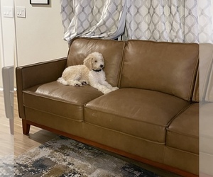 Goldendoodle Puppy for sale in SOUTH DES MOINES, IA, USA