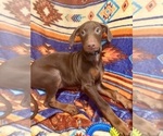 Puppy Sky Doberman Pinscher